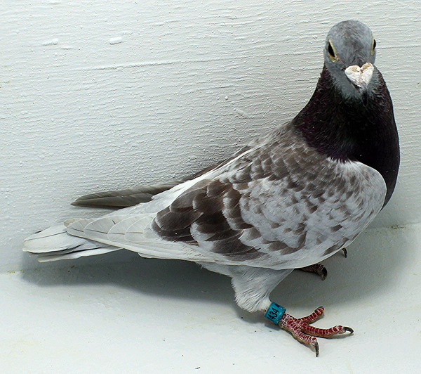 Band: AU 41434 AA 2025 